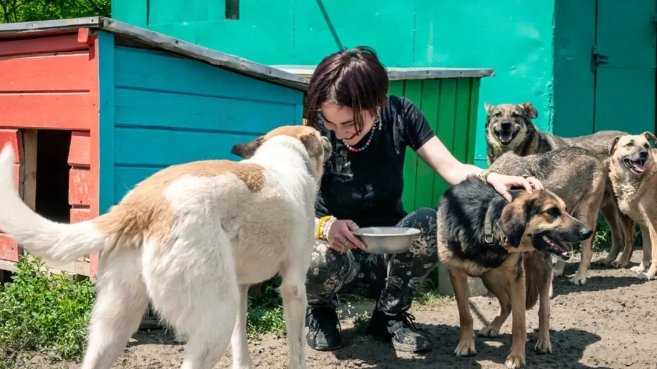 Волонтёрский день в приюте для животных «Каштанкин дом» — Волонтёрство, Абакан