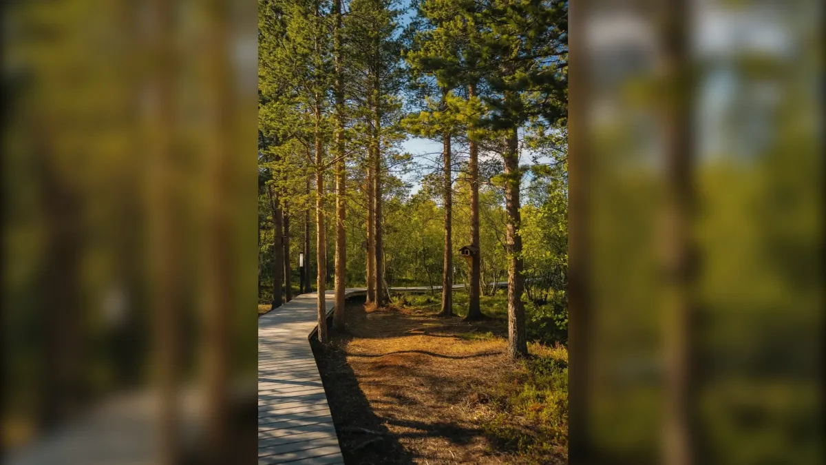 Прогулка по экотропе у Семёновского озера — Экскурсии и прогулки, Мурманск