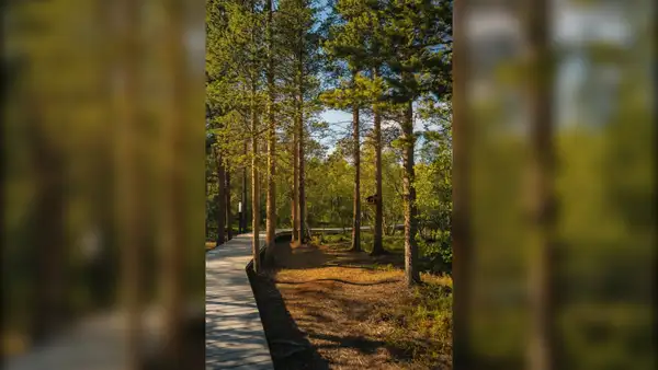 Прогулка по экотропе у Семёновского озера — Экскурсии и прогулки, Мурманск