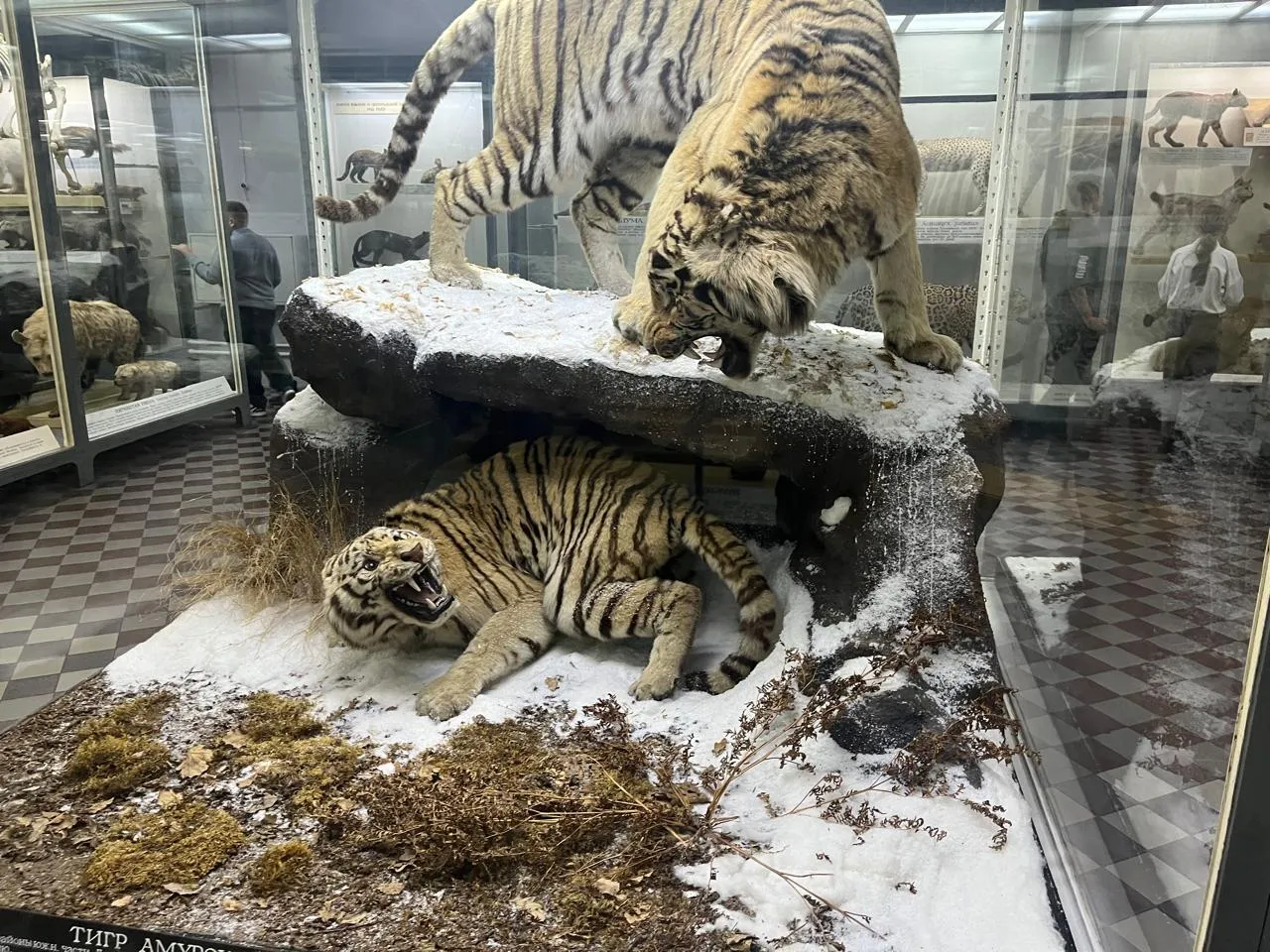 Зоологический музей ТНУ, фото 2