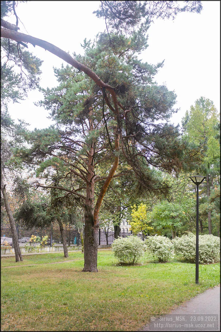 Аршиновский парк