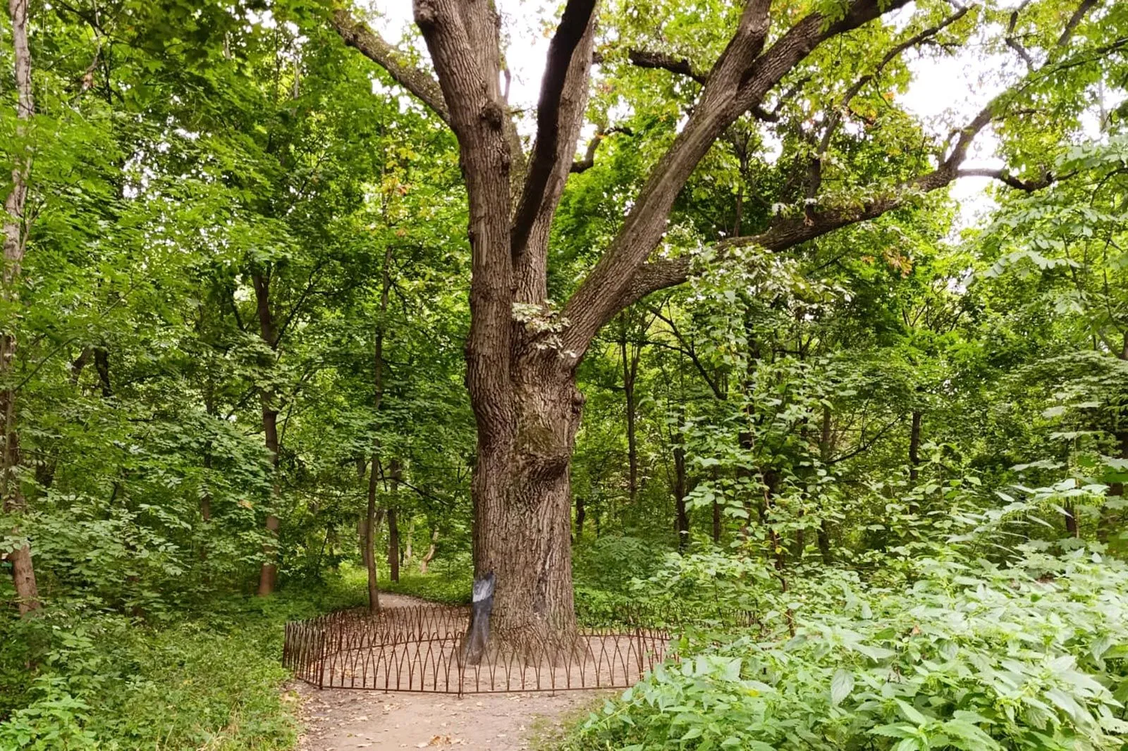 Бутовский лесопарк, фото 2