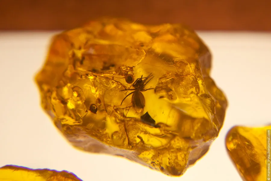 Музей янтаря, фото 3