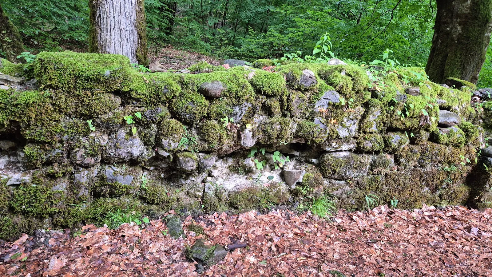 Агуа