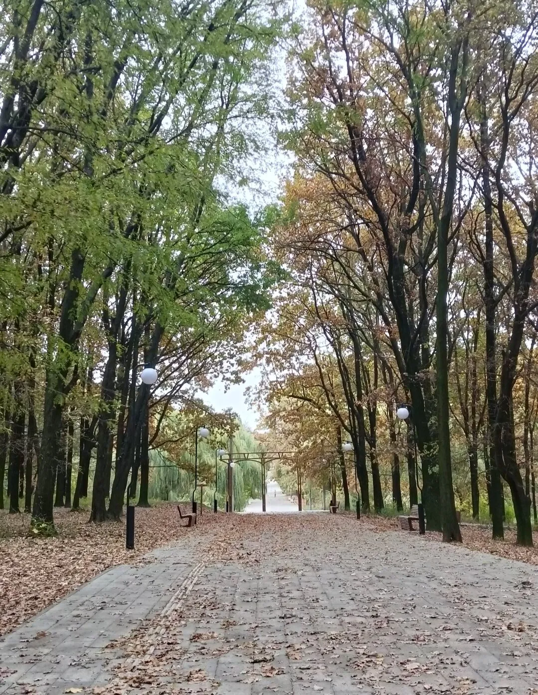 Роща «Дубки»