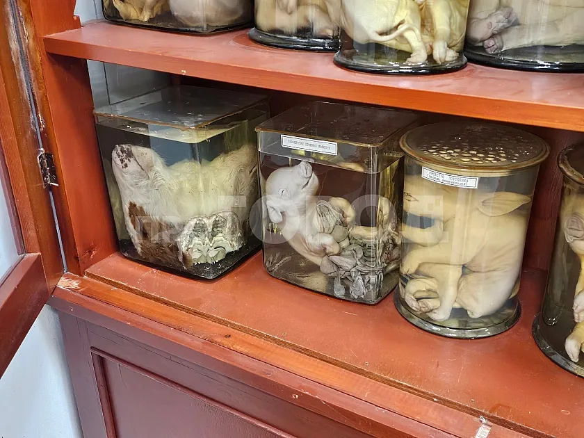 Музей анатомии, фото 3