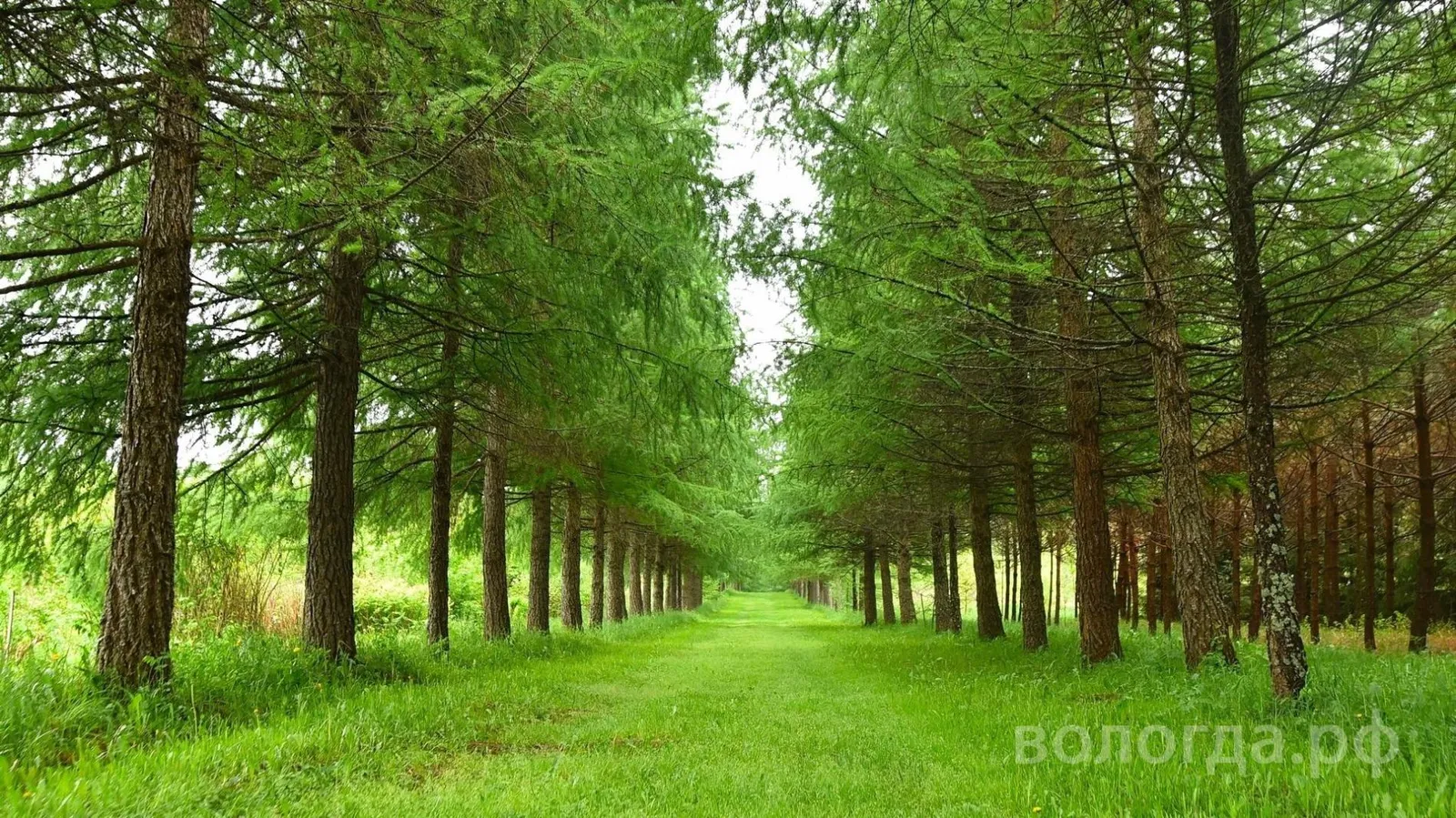 Дендрологический сад ВГМХА имени Н. В. Верещагина, фото 2