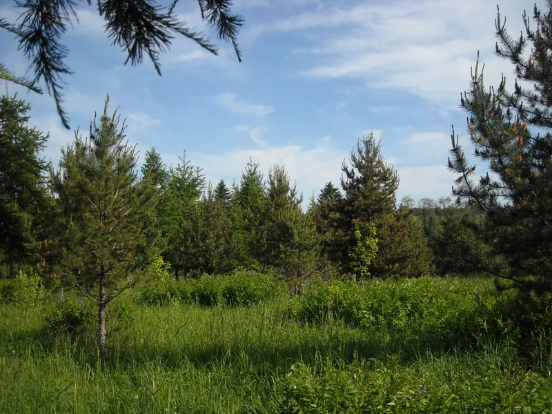 Дендрологический сад ВГМХА имени Н. В. Верещагина, фото 3