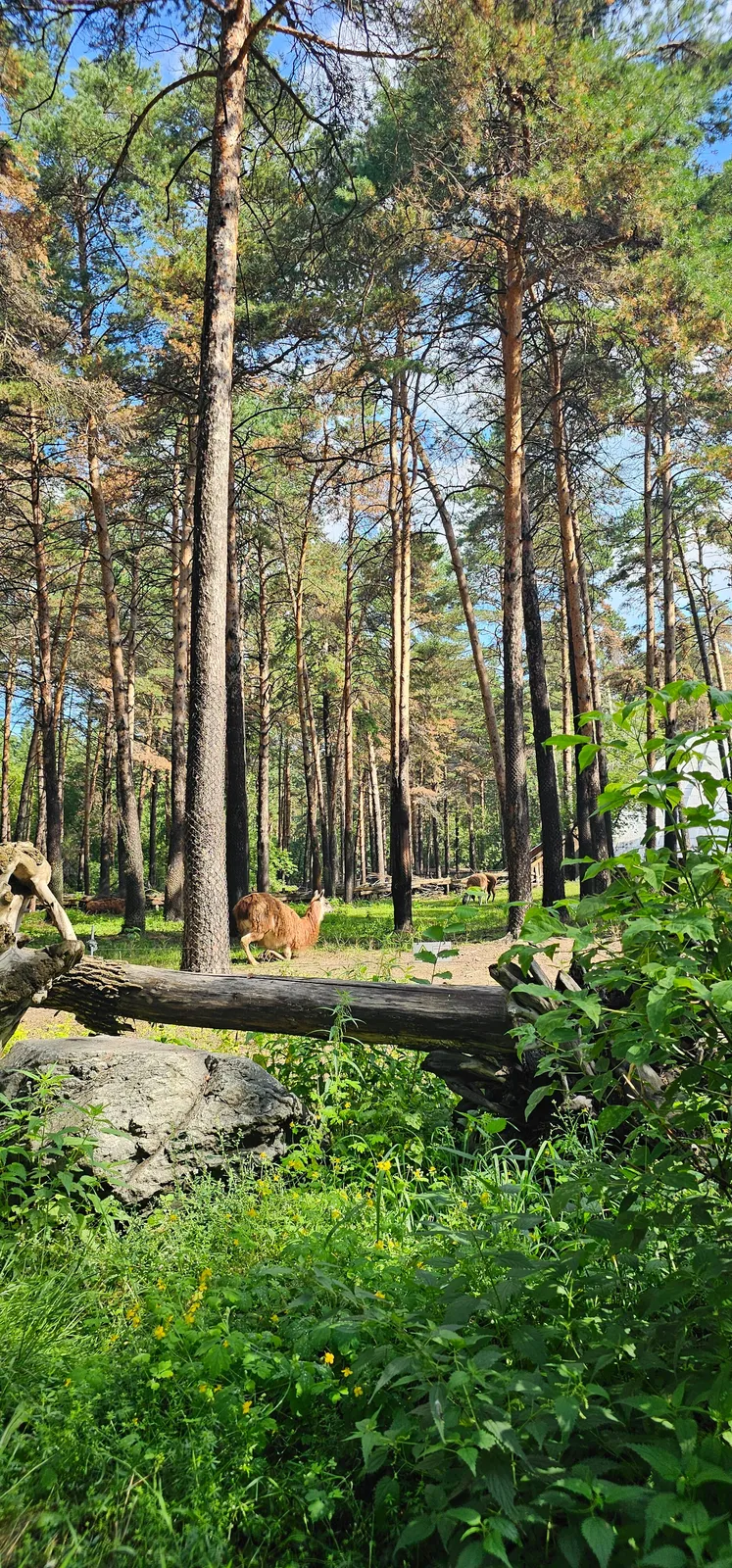 Новосибирский зоопарк