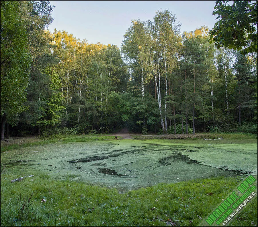 Алтуфьевский лесопарк, фото 2