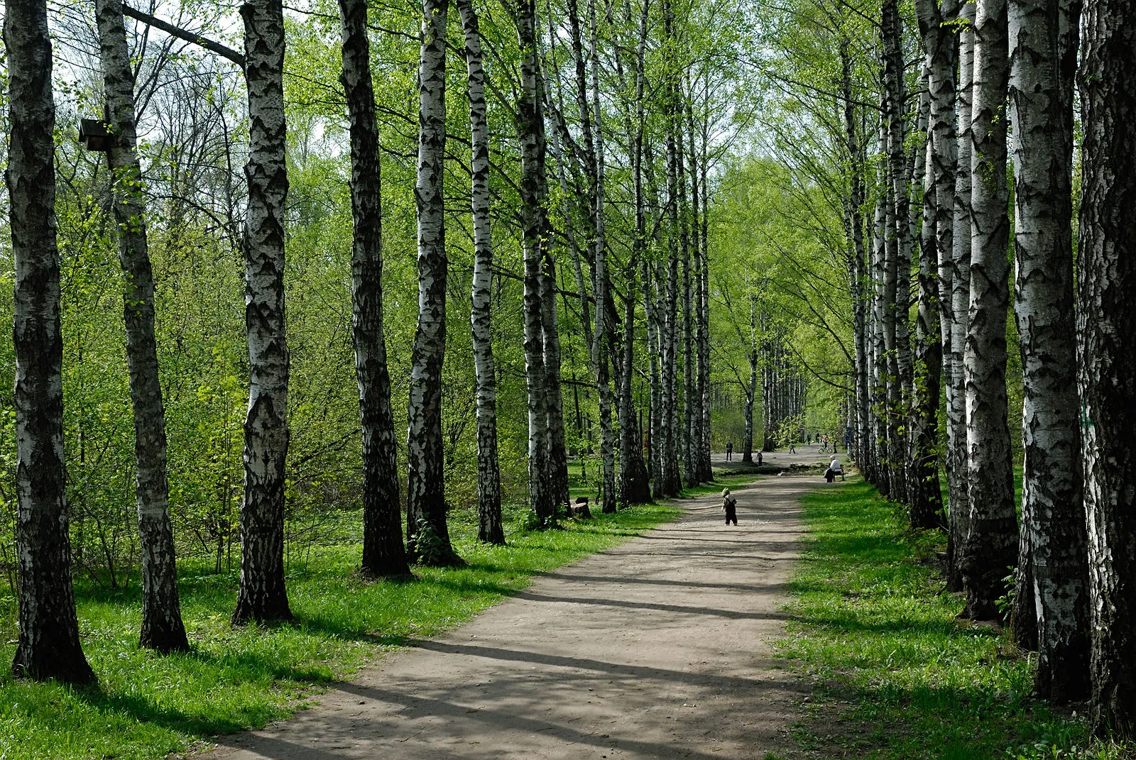 Берёзовая Роща, фото 2
