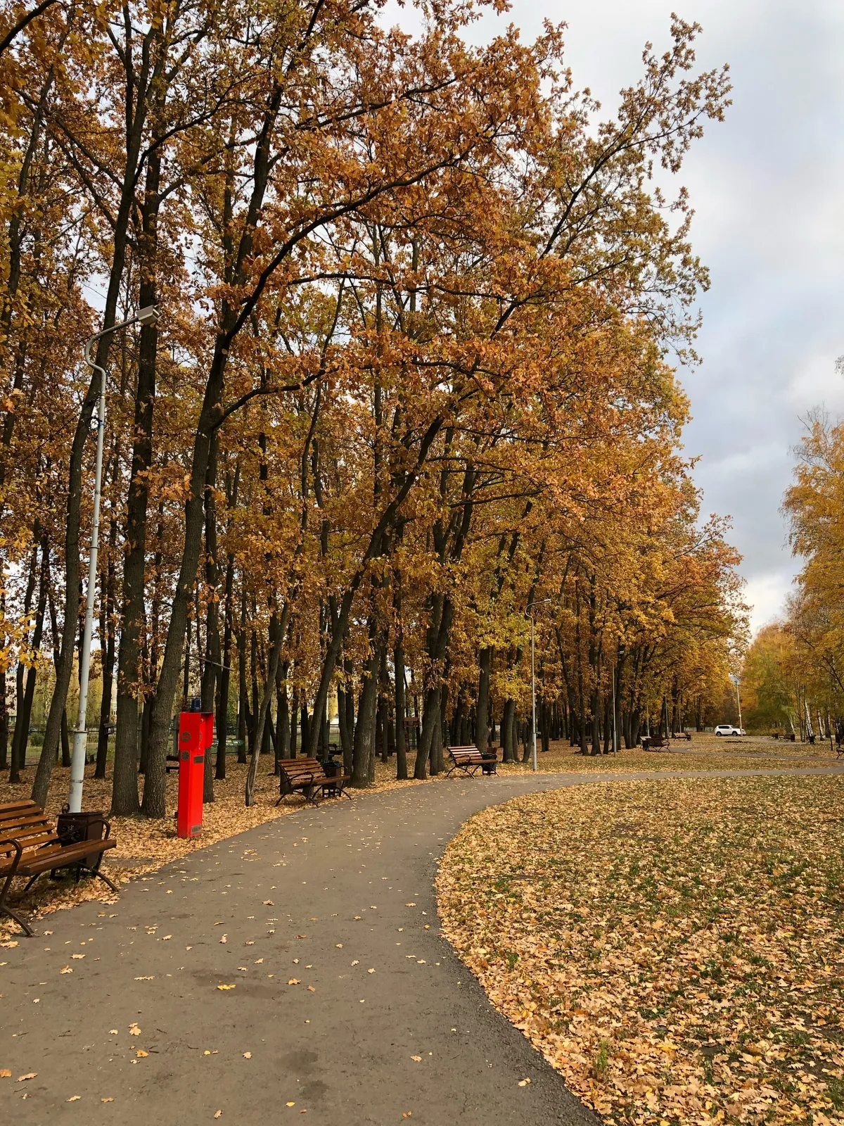 Воронежская роща