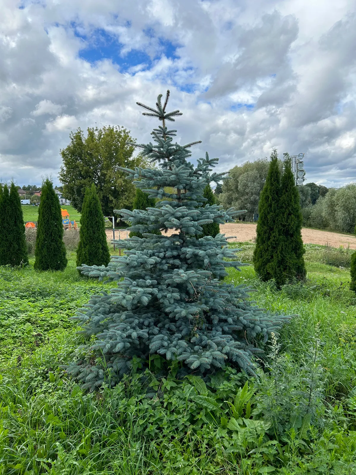 Мирожский дендропарк, фото 2