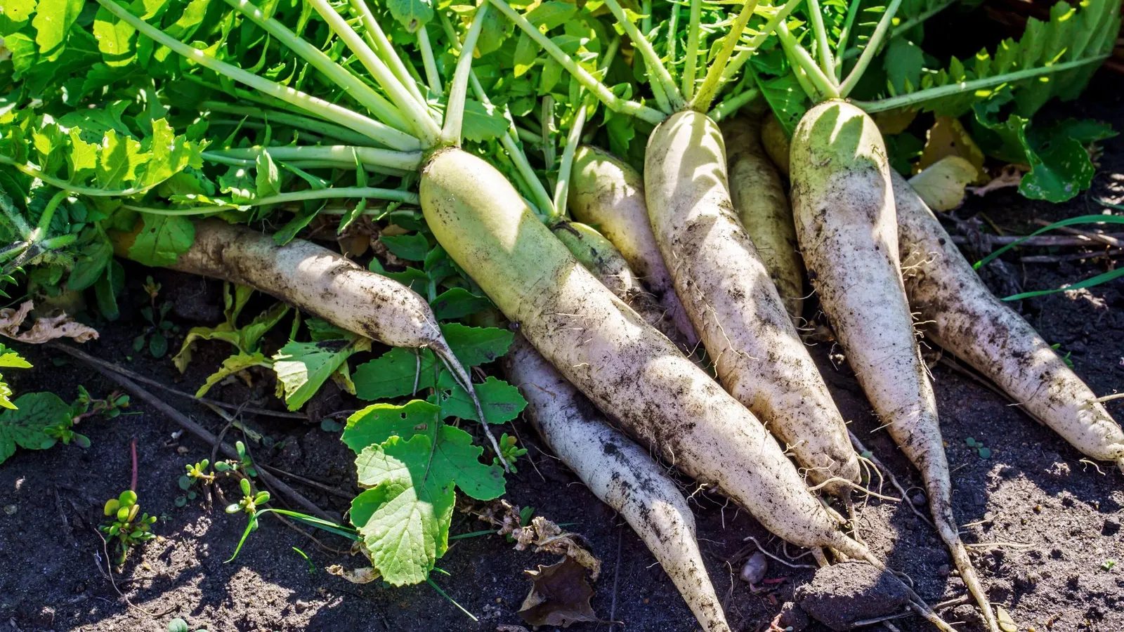 Ресторан Daikon, фото 2