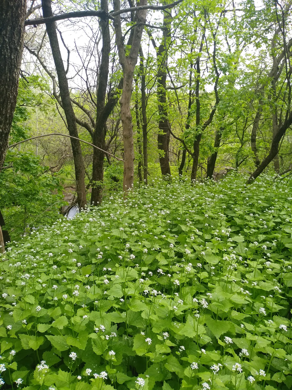 Ботанический сад ЮФУ, фото 2