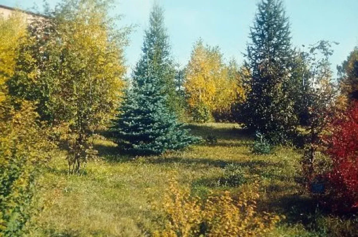 Дендрарий Института леса СО РАН, фото 2