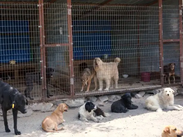 Знакомство с животными в приюте Veda-zoo — Волонтёрство, Шахты