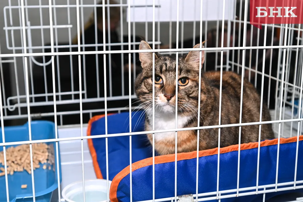 Знакомство с кошками в приюте «Кошки за окошком» — Волонтёрство, Сыктывкар