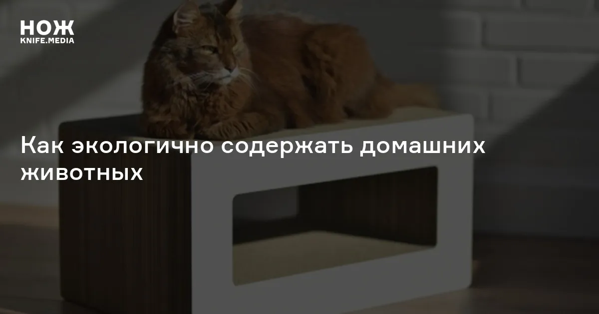 Мастер-класс «Лекция об экологичном содержании домашних животных» — Мастер-классы и обучение, Казань