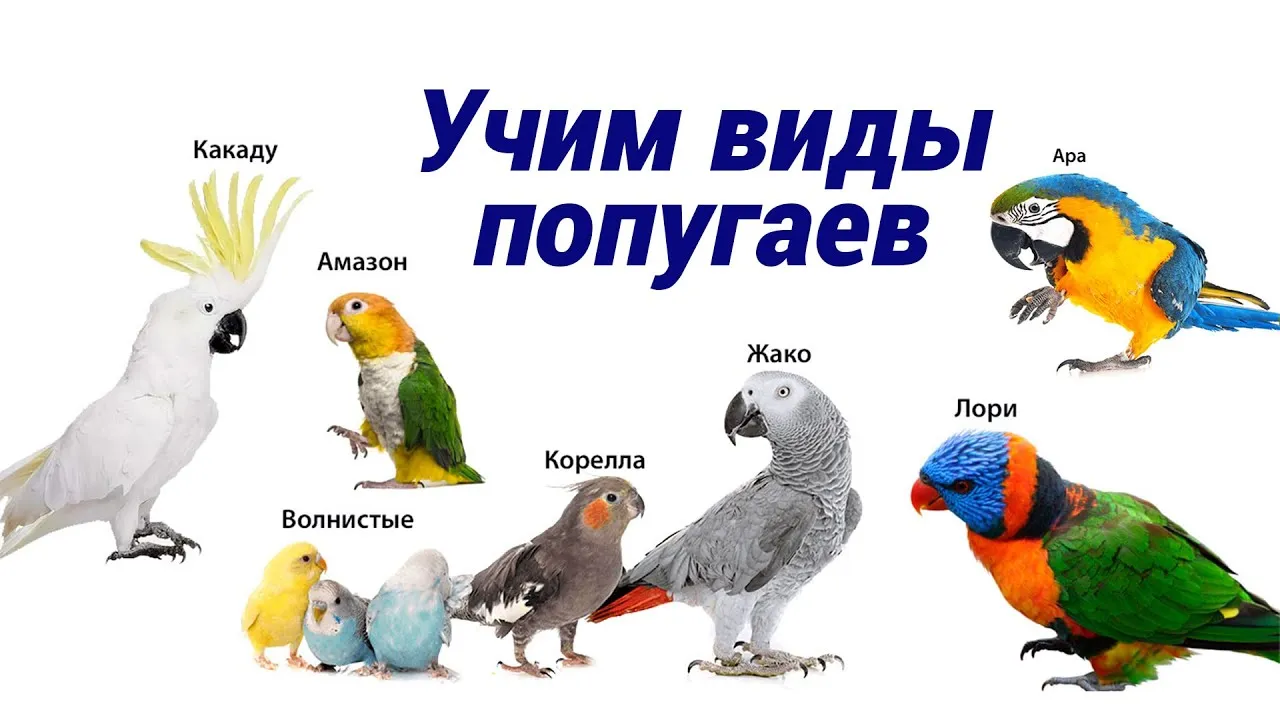 Познавательная беседа «Удивительные птицы попугаи» — Детям, Владивосток