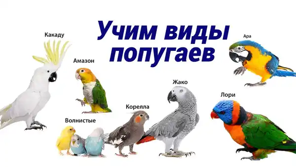 Познавательная беседа «Удивительные птицы попугаи» — Детям, Владивосток
