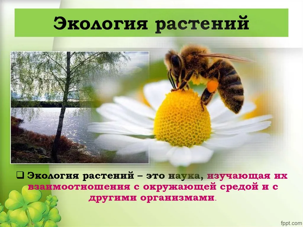 Занятие клуба «Исследователь»: «Как появились растения на Земле» — Другое, Тольятти