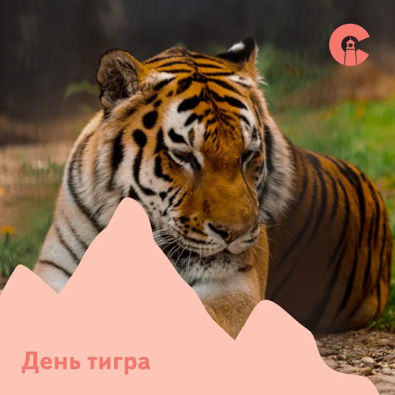 День тигра в зоопарке — Другое, Южно-Сахалинск