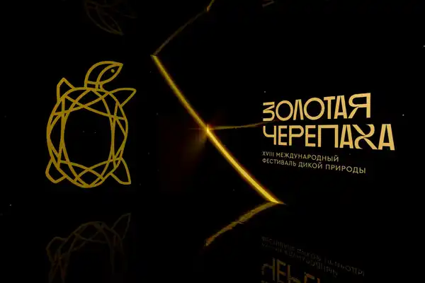 Выставка «Золотая Черепаха» — Выставки, Москва