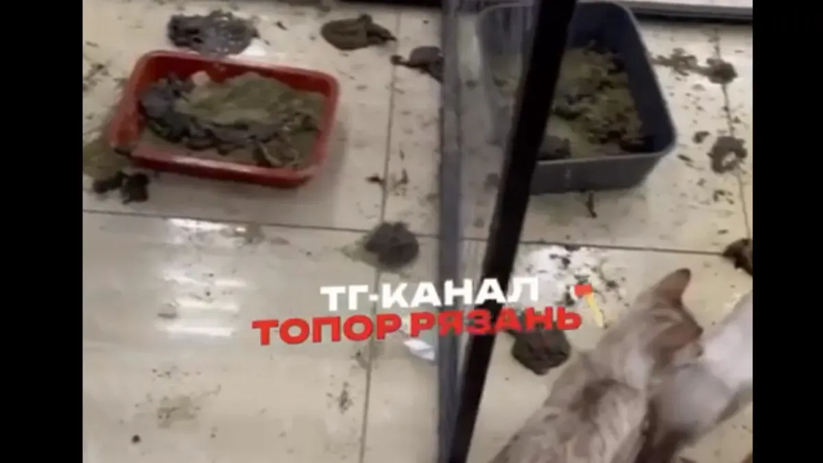 Выставка кошек «Мурфест» — Выставки, Рязань
