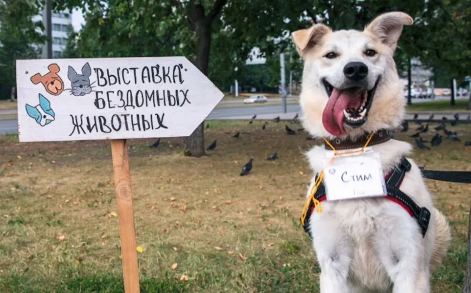 Городская выставка-пристройство бездомных животных — Волонтёрство, Обнинск