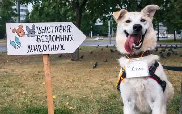 Городская выставка-пристройство бездомных животных — Волонтёрство, Обнинск